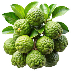 Obraz premium A vibrant cluster of fresh green kaffir lime fruits with glossy leaves isolated on transparent background