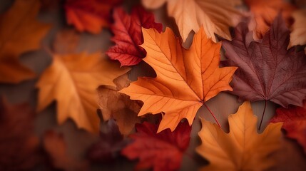 Fototapeta premium Colorful autumn leaves in vibrant shades of orange and red.