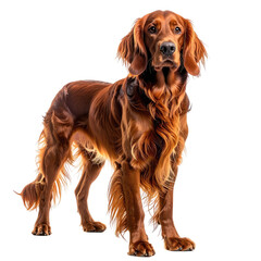 Irish Setter standing, majestic, fiery red coat. Noble posture, attentive gaze