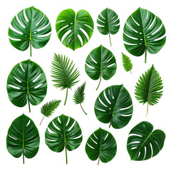 Obraz premium Tropical leaves isolated on black background. Green foliage with diverse shapes