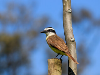  Close-up of a Great Kiskadee bird (Pitangus sulphuratus) perched on a wooden post, in a lateral profile, highlighting its yellow and brown plumage against a blurred blue sky background.