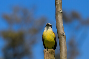 Close-up of a Great Kiskadee bird (Pitangus sulphuratus) with a yellow chest, perched on a rustic post and looking up at the intense blue sky, in an alert or singing posture.