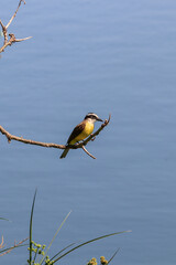 Great Kiskadee bird (Pitangus sulphuratus) perched on a dry branch, with a red Mulungu flower in the foreground, framed by a solid light blue sky/water background.