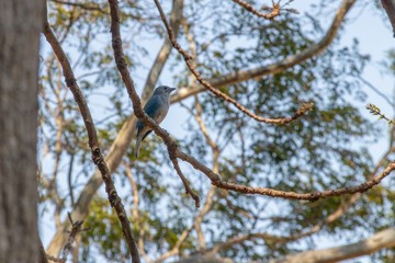 Sayaca Tanager bird (Thraupis sayaca) perched on a dry, curved branch, in profile, with its blue-gray plumage highlighted against a blurred foliage and blue sky background.