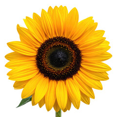 Obraz premium Golden-yellow sunflower, fully bloomed with a dark brown center, isolated on black