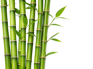 bamboo stalks, cutout, PNG isolated on a white or transparent background, generated AI