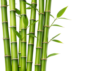 bamboo stalks, cutout, PNG isolated on a white or transparent background, generated AI