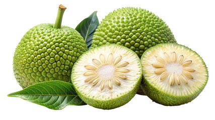 Fototapeta premium Fresh green unripe breadfruit with leaves and one fruit cut in half showing its core isolated on transparent background