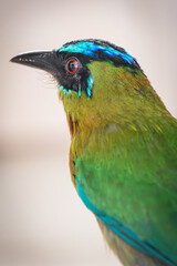 Blue-headed motmot. Close-up shot of a Toh bird, highlighting its red eyes and beautiful colorful feathers. Sacred Mayan bird.
