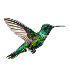 Fototapeta premium Vivid green hummingbird mid-flight with shimmering plumage, isolated on black background