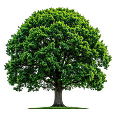 Obraz premium Lush green tree with full canopy and strong trunk, against black background