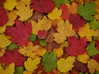 Makroaufnahme der Farbvielfalt im Wandel der Jahreszeit. Eine friedliche, texturreiche Komposition aus Rot, Gelb, Orange und Braun.