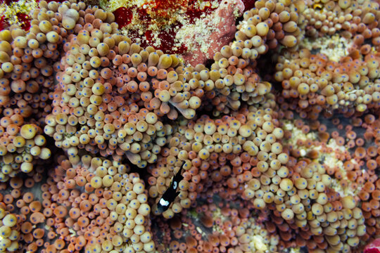 Bubble-tip anemone underwater