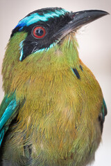 Blue-headed motmot. Close-up shot of a Toh bird, highlighting its red eyes and beautiful colorful feathers. Sacred Mayan bird.