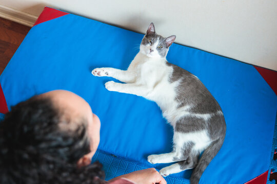 Cat Resting on Blue Exercise Mat Indoors