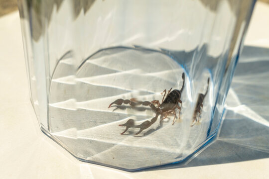 Scorpion trapped inside glass cup