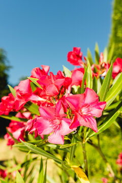 Pink oleander flowers lit by direct flash under blue sky