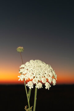 Wild carrot flower lit by flash at sunset