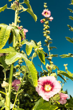 Pink hollyhock flowers under clear blue sky