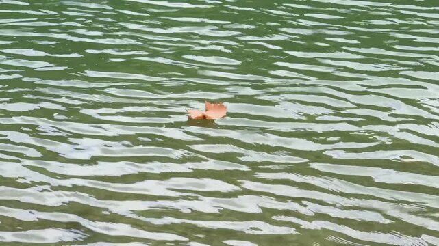 Herbstlaub schwimmt auf einem See mit gekr&auml;uselter Wasseroberfl&auml;che