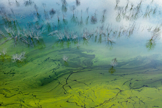 Abstract patterns in colorful algae on a high country lake
