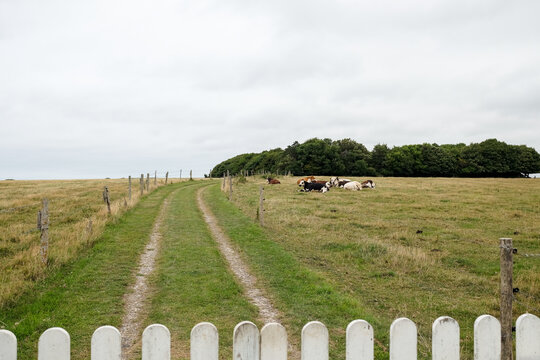 Pathway Through Green Fields
