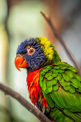 Vibrant Rainbow Lorikeet Parrot with Multicolored Plumage Perched on a Branch in Natural Light