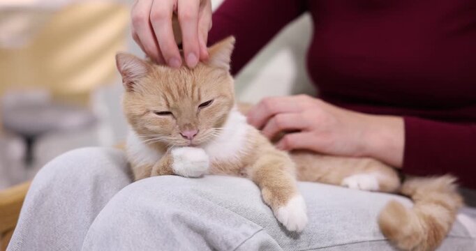 Woman stroking her cat on armchair at home, closeup