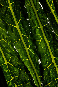 Cavolo Nero