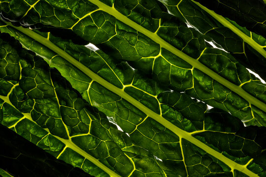 Cavolo Nero