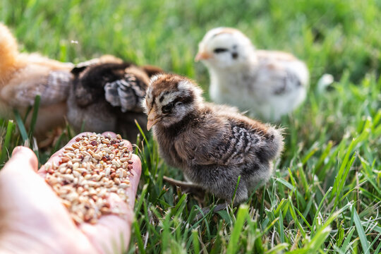 Baby chicks in the grass