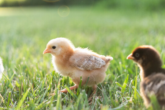 Baby chicks in the grass - Powered by Adobe