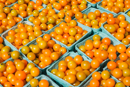 Fresh summer cherry tomatoes