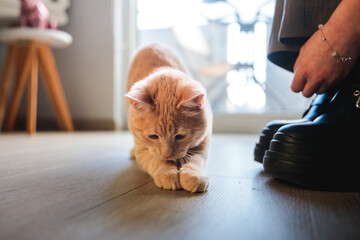 Playful ginger cat crouching close to owner’s shoes