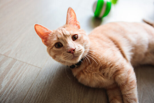 Close-up of ginger cat lying on the floor with toy - Powered by Adobe
