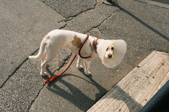 Dog with collar