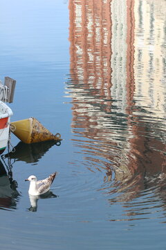 A seagull 