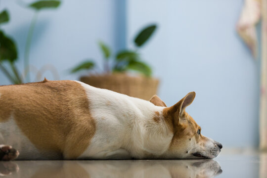Brown and white pet dog lying calmly on floor indoors