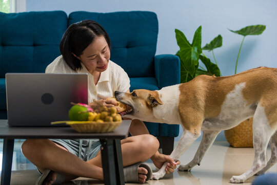 Remote work at home with playful dog reaching for a ball