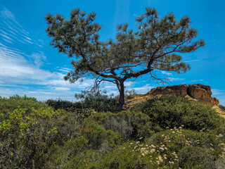 Obraz premium Lone Torrey Pine Tree Against Blue Sky on Rocky Hill