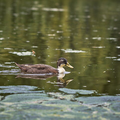 Duck Swimming on a Tranquil Pond