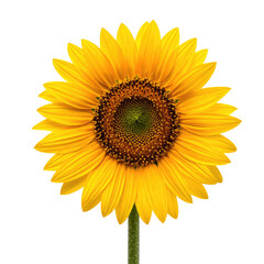 Obraz premium Bright yellow sunflower in full bloom against a stark black background