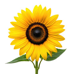 Obraz premium Bright sunflower with a dark center and green leaves against black