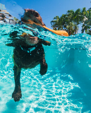 Dog swimming