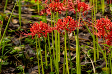 風の郷公園の彼岸花