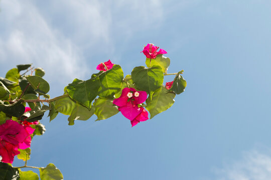 Pink Bougainvillea