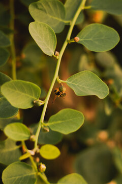 A wasp on a caper