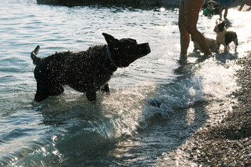 Dog in the sea shaking of water