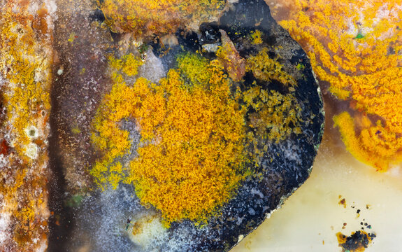 Opalized Petrified Wood Background  