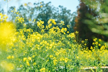Blooming Yellow Rapeseed Flowers in Spring Field with Blue Sky and Green Trees Background